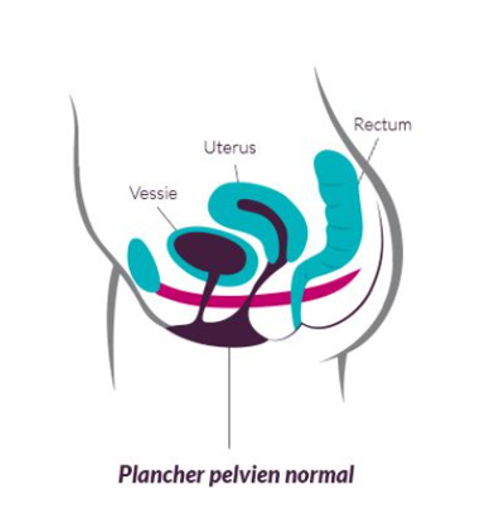 Illustration périnée